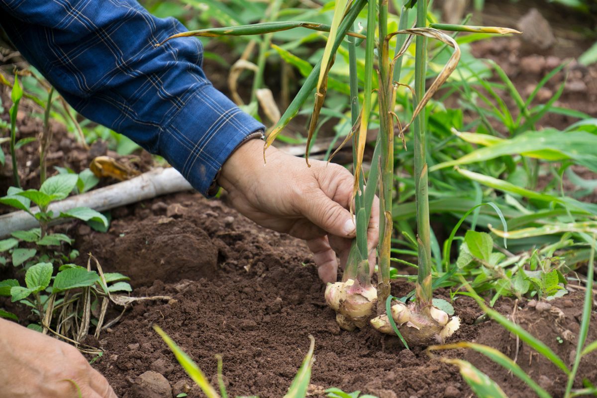 Turmeric Processing